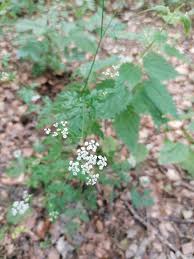 Attēlu rezultāti vaicājumam “Torilis japonica”