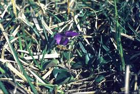 Attēlu rezultāti vaicājumam “Viola rupestris bud”