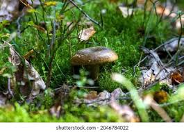 Attēlu rezultāti vaicājumam “Lactarius necator”