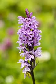 Attēlu rezultāti vaicājumam “Orchis militaris flower”