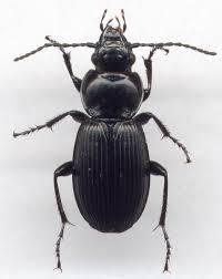 Attēlu rezultāti vaicājumam “Pterostichus aethiops”