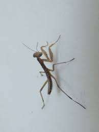 Attēlu rezultāti vaicājumam “Mantis religiosa”