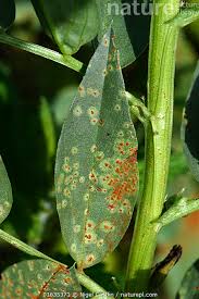 Attēlu rezultāti vaicājumam “Vicia faba leaf”