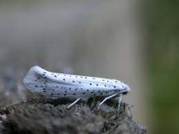 Attēlu rezultāti vaicājumam “Yponomeuta evonymella”