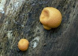 Attēlu rezultāti vaicājumam “Colloderma robustum macro”