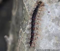 Attēlu rezultāti vaicājumam “Lymantria dispar larva”