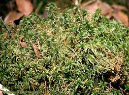 Attēlu rezultāti vaicājumam “Sphagnum girgensohnii”