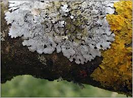 Attēlu rezultāti vaicājumam “Parmelina tiliacea”