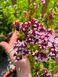 Attēlu rezultāti vaicājumam “Origanum vulgare bud”