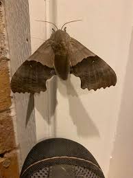 Attēlu rezultāti vaicājumam “Sphingidae”