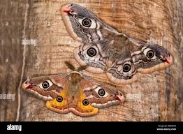 Attēlu rezultāti vaicājumam “Saturnia pavonia female”