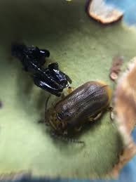 Attēlu rezultāti vaicājumam “Galerucella nymphaeae”