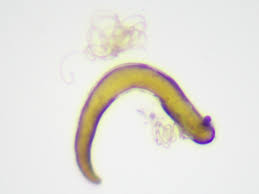 Attēlu rezultāti vaicājumam “Cryptocephalus pusillus”