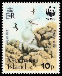 Image result for Fregata aquila