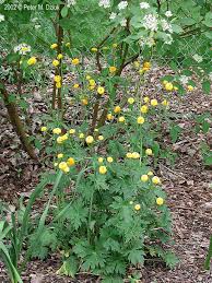Attēlu rezultāti vaicājumam “Ranunculus acris flower”