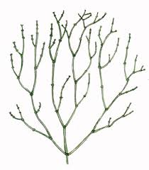 Attēlu rezultāti vaicājumam “Chara filiformis”