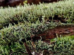 Attēlu rezultāti vaicājumam “Cladonia coniocraea”