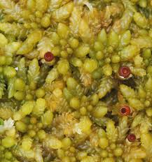 Attēlu rezultāti vaicājumam “Sphagnum papillosum”