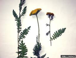 Image result for Achillea filipendulina