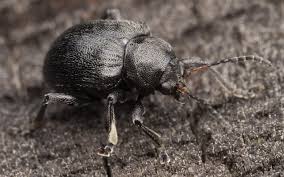 Attēlu rezultāti vaicājumam “Adoxus obscurus”