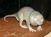 Naked mole rat - Wikipedia, the free encyclopedia