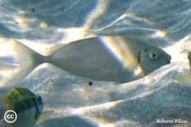 Image result for Siganus rivulatus