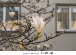 Attēlu rezultāti vaicājumam “Magnolia cylindrica flower”