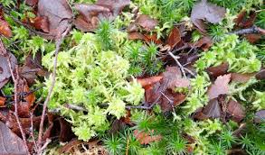 Attēlu rezultāti vaicājumam “Sphagnum molle”