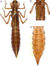 Attēlu rezultāti vaicājumam “Aeshna juncea male”