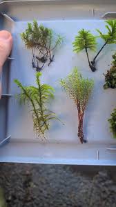 Attēlu rezultāti vaicājumam “Fissidens taxifolius sporophyte”