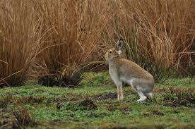 Attēlu rezultāti vaicājumam “Lepus timidus”