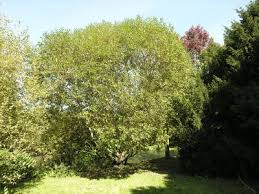 Attēlu rezultāti vaicājumam “Salix myrtilloides”