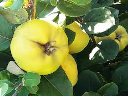 Attēlu rezultāti vaicājumam “Cydonia oblonga fruit”