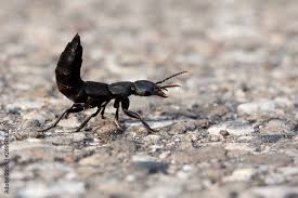 Attēlu rezultāti vaicājumam “Latridiidae”