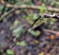Attēlu rezultāti vaicājumam “Chalcolestes viridis”