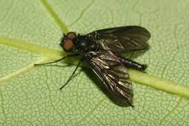 Attēlu rezultāti vaicājumam “Rhagionidae”