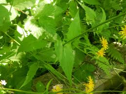 Attēlu rezultāti vaicājumam “Crepis paludosa leaf”