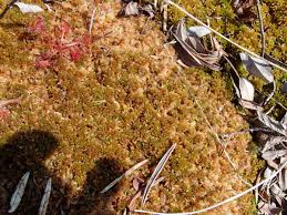 Attēlu rezultāti vaicājumam “Sphagnum fuscum”