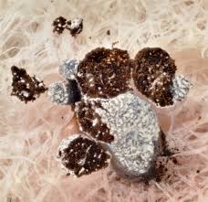 Attēlu rezultāti vaicājumam “Physarum nitens spores”