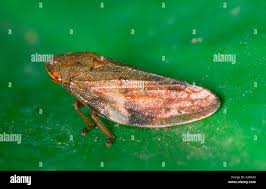 Attēlu rezultāti vaicājumam “Aphrophoridae”