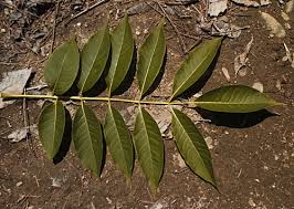 Attēlu rezultāti vaicājumam “Phellodendron amurense leaf”