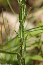 Attēlu rezultāti vaicājumam “Arabis hirsuta fruit”