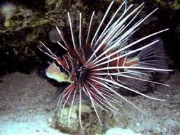 Image result for Pterois radiata