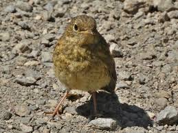 Attēlu rezultāti vaicājumam “Erithacus rubecula eggs”
