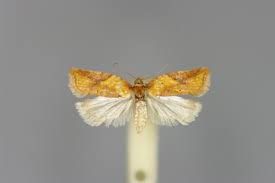 Attēlu rezultāti vaicājumam “Acleris aspersana”