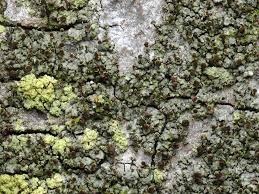 Attēlu rezultāti vaicājumam “Chaenotheca phaeocephala”