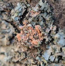 Attēlu rezultāti vaicājumam “Erythricium aurantiacum”