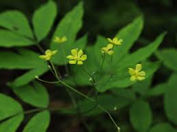Attēlu rezultāti vaicājumam “Berberidaceae”