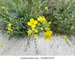 Image result for Diplotaxis tenuifolia