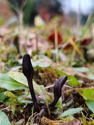 Attēlu rezultāti vaicājumam “Geoglossum sp.”
